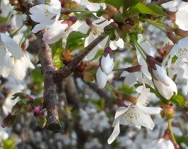 Buds and flowers