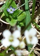 Close purple flower behind white ones