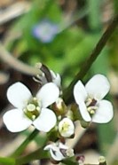 Close white flower in the grass