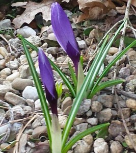 Crocus