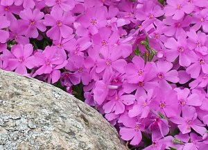 Phlox