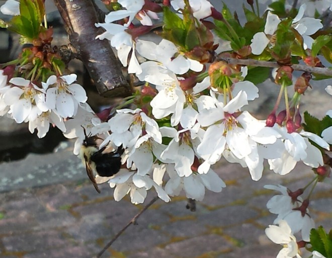 Bumblebee in Cherry Blossoms
