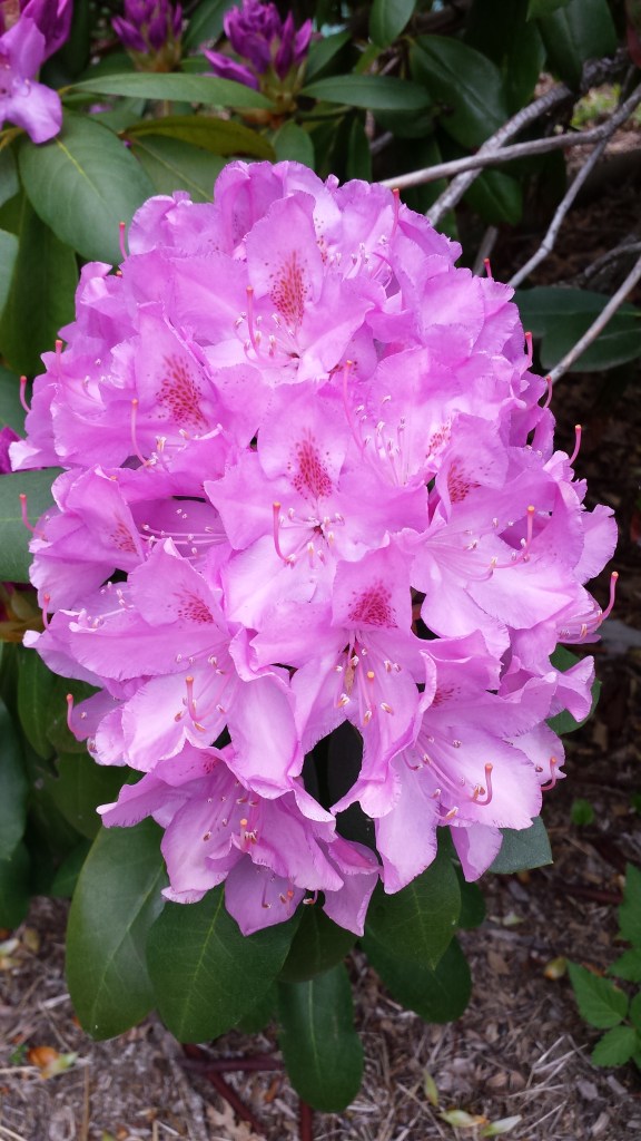 Rhododendron Blossom Bunch