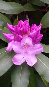 Rhododendron Blossom