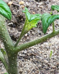Cherry Tomato Sucker