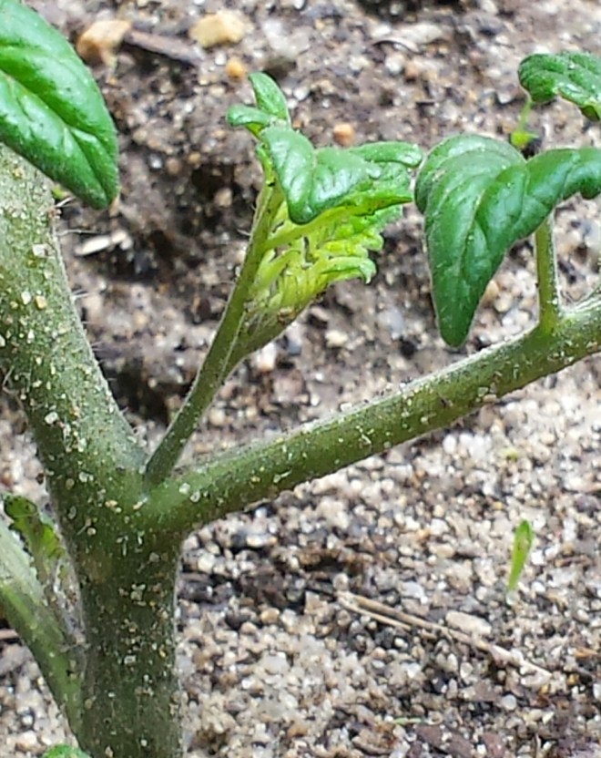 Cherry Tomato Sucker