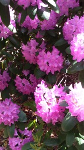 Rhododendron Bush