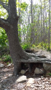 Sideways tree roots