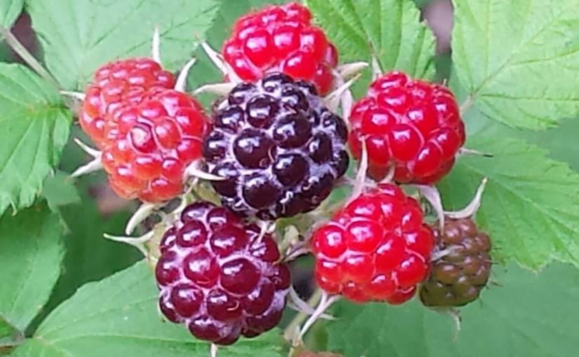 Black Raspberries