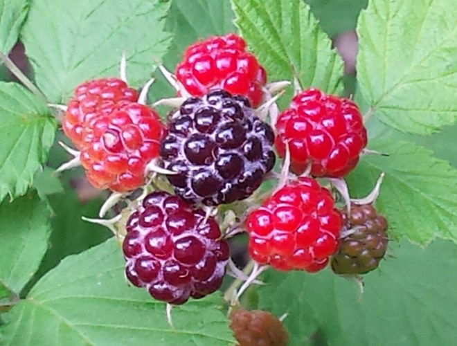 Black Raspberries