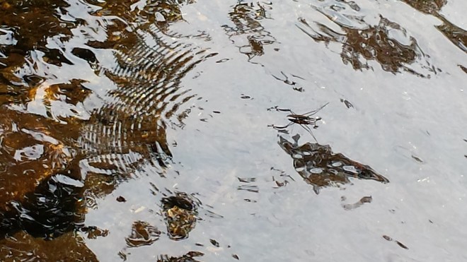Water Strider