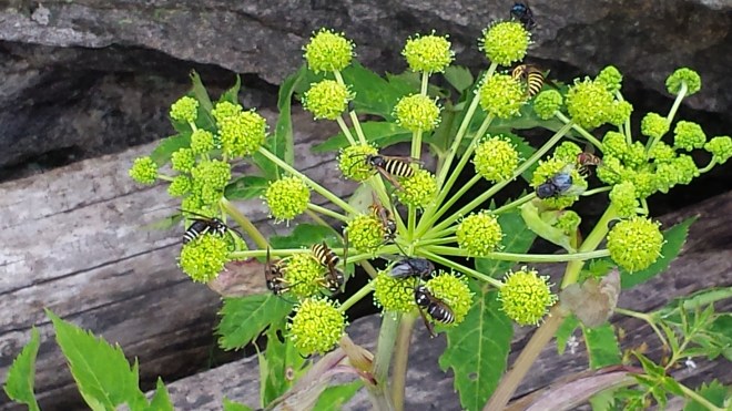 Mountain Angelica