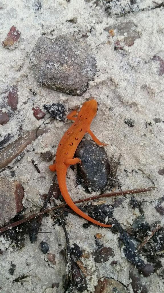 Red-Spotted Newt