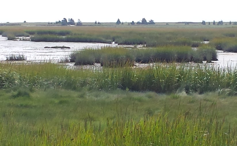 Ellisville Marsh