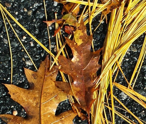 Autumn leaves and white pine needles