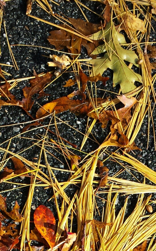 autumn leaves and needles