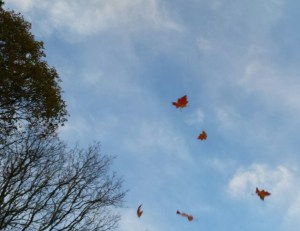 Leaves in the wind