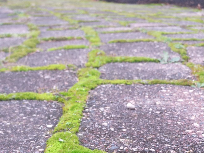 Mossy Brick Path