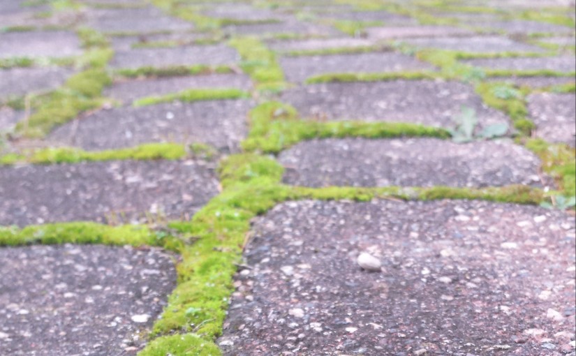 Mossy Brick Path