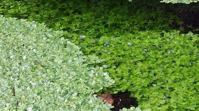 Duckweed