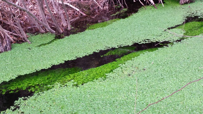 Duckweed