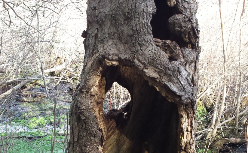 Hollow Tree