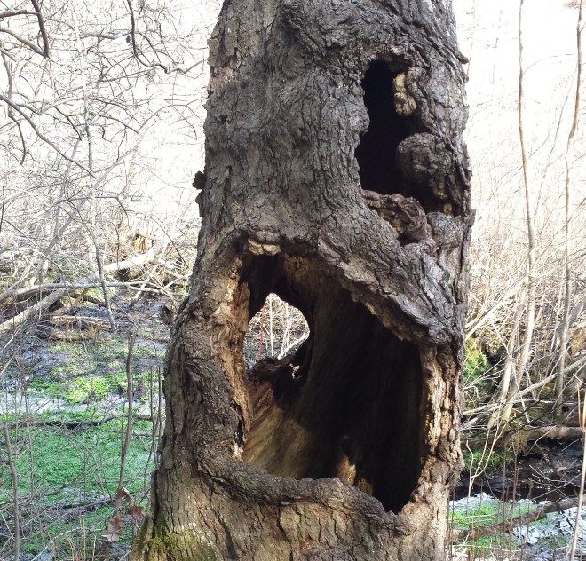 Hollow Tree