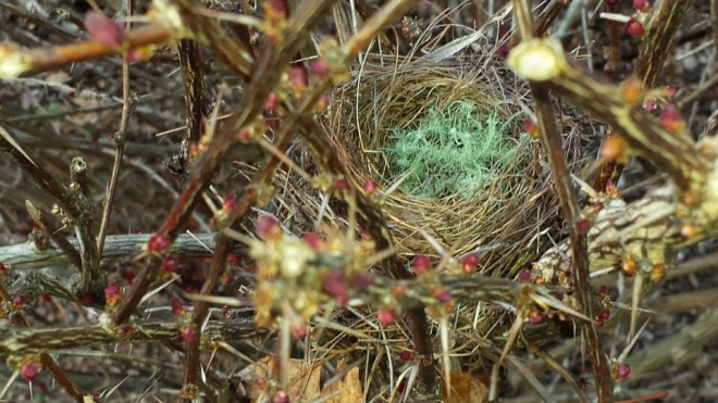 Lined bird's nest