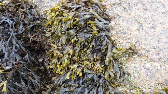 Spiralled Wrack Seaweed