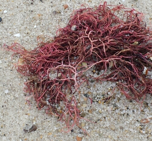 Red Seaweed on Sand