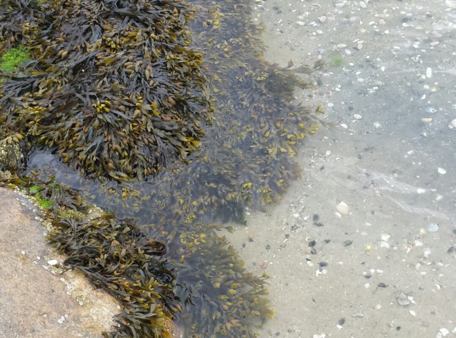 Floating Seaweed