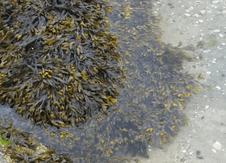 Spiralled Wrack Seaweed