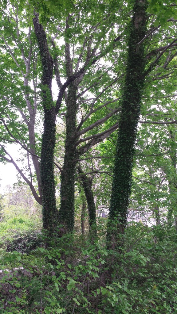 Ivy-covered Tree Trunks