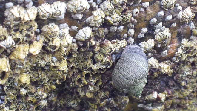 Snail and Barnacles