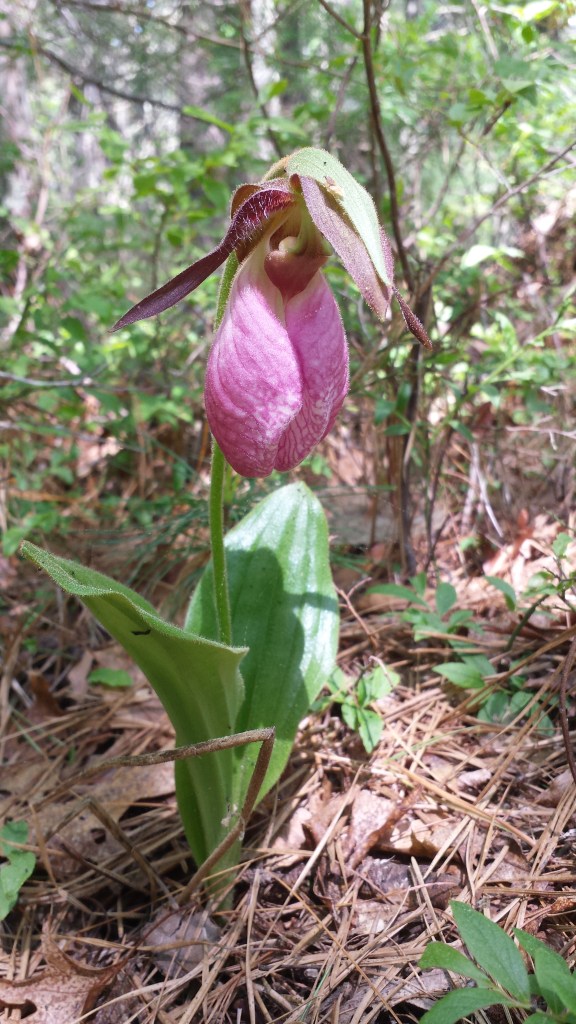 Pink Lady's Slipper