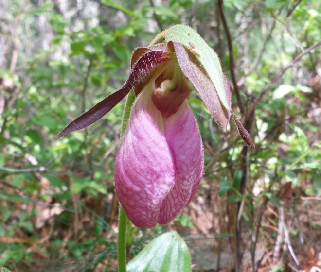 Pink Lady's Slipper