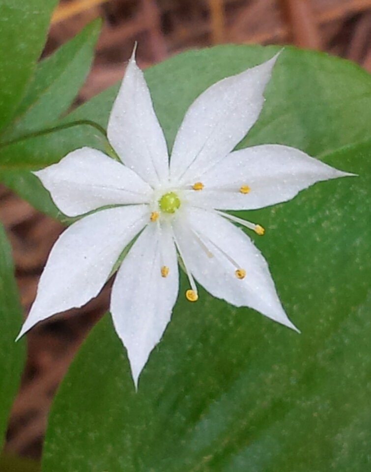 Star Flower