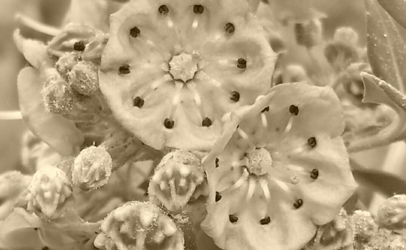 Cee’s Black & White Photo&nbsp;Challenge