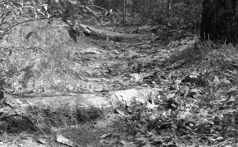 Woodland Steps – Cee’s Black and White Photo&nbsp;Challenge