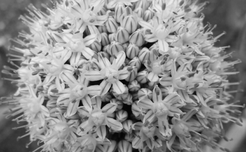 One of Many -Cee’s Black & White Photo&nbsp;Challenge