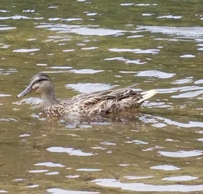 Female Mallard Duck