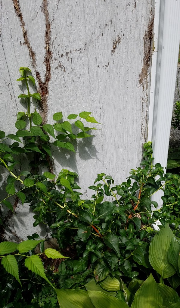 Climbing Hydrangea Regrowth