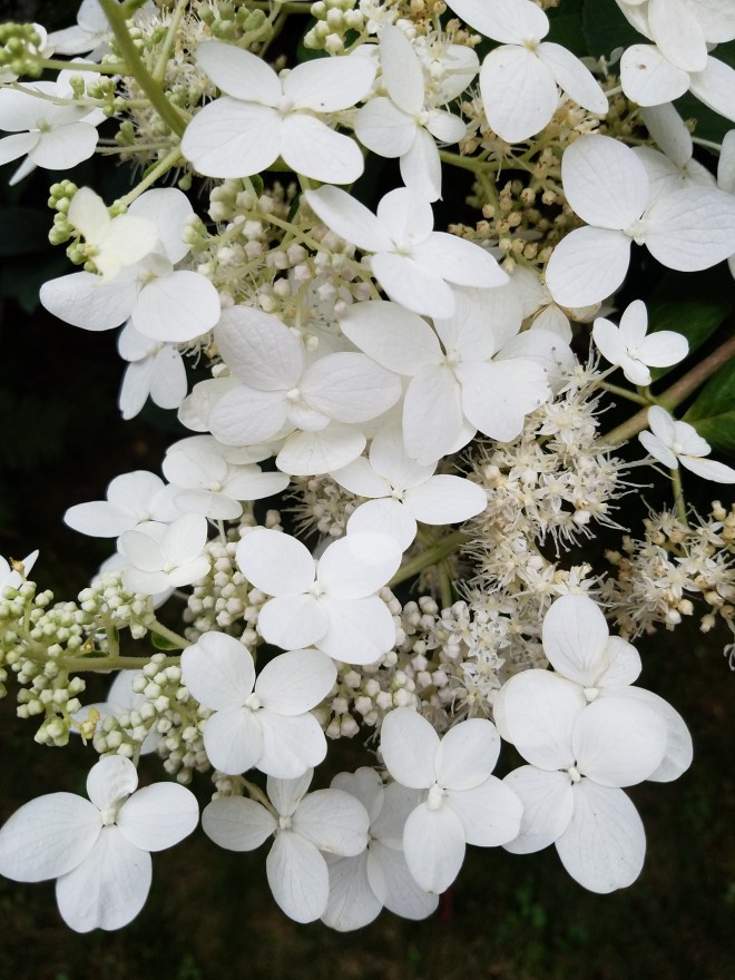 Panicled Hydrangea Blooms