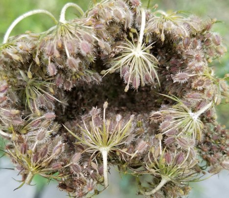 Queen Anne's Lace Seeds