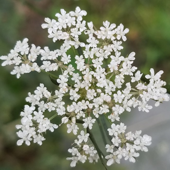 Queen Anne's Lace Blossoms
