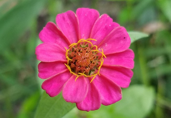 Zinnia