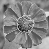 Zinnia in black and white
