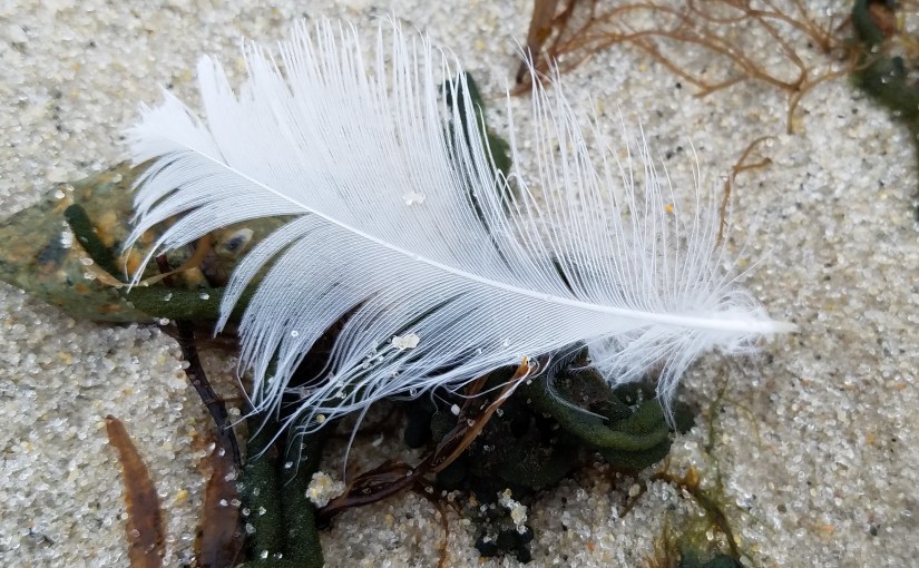 How to Be the Best Feather You Can&nbsp;Be