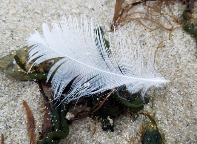 Feather on a beach