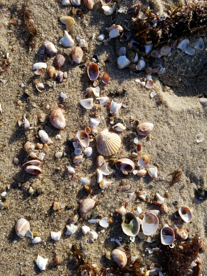 Cape Cod Seashells